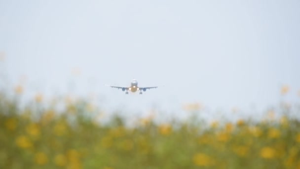 Sarı çiçek tarlası üzerinde uçan ticari uçak — Stok video