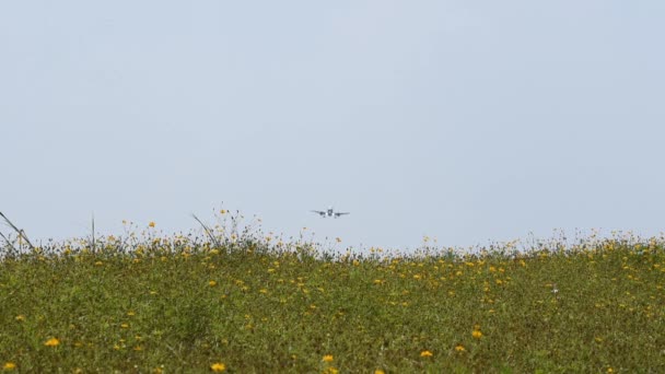 Commercial airplane flying above a yellow flower field — Stock Video