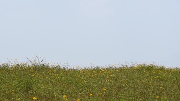 Avión comercial volando sobre un campo de flores amarillas — Vídeos de Stock