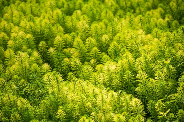Okaliptüs ve Papağan tüyü - Myriophyllum aquaticum - gölette yeşil yapraklar