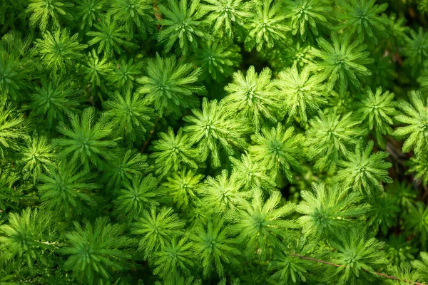 Eucalyptus and Parrots feather - Myriophyllum aquaticum - green leaves in a pond — Stock Photo, Image