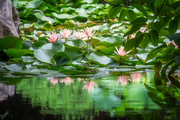 Nilüfer çiçekleri suya yansıyor. — Stok fotoğraf