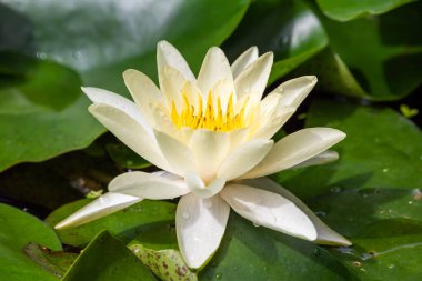 Nilüfer çiçeği ve yeşil yapraklar gölette