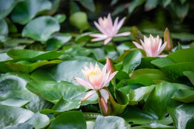 Nilüfer çiçeği ve yeşil yapraklar gölette