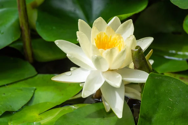 Lotus water lily and green leaves in a pond — Stock Photo, Image
