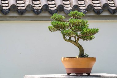 Bonsai ağacı beyaz duvara karşı bir tencerede