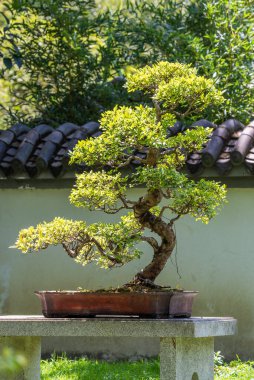 Çin 'de güneş ışığında Bonsai ağacı