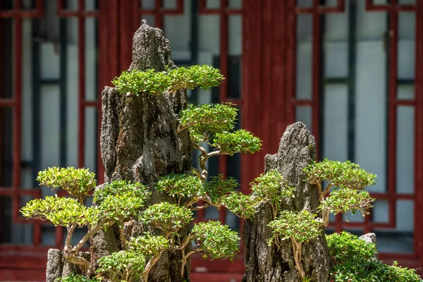 Bonsai fák egy sziklán a vörös kínai ablakkal szemben — Stock Fotó