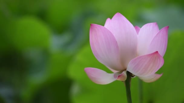 Pink lotus water lily and green leaves