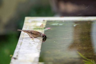 Serçe kuş çeşmede su içiyor.