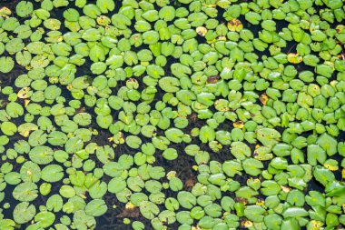 Zambak pedleri Chengdu, Sichuan 'daki sakin suyun yüzeyini kaplayarak sakin bir atmosfer yaratıyor..
