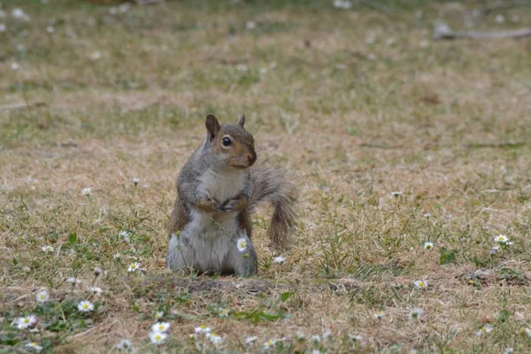 Das Eine Einsame Eichhörnchen — Stockfoto