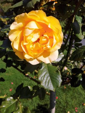 birçok çiçek bahar