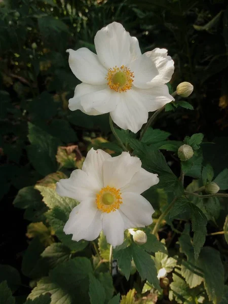 Molti Fiori Primavera — Foto Stock