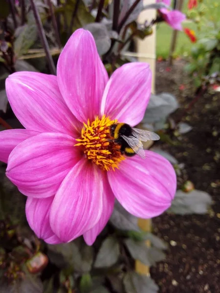 Pszczoła Kwiat — Zdjęcie stockowe