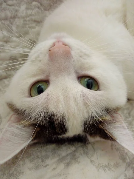 แมวขาวต วเด — ภาพถ่ายสต็อก