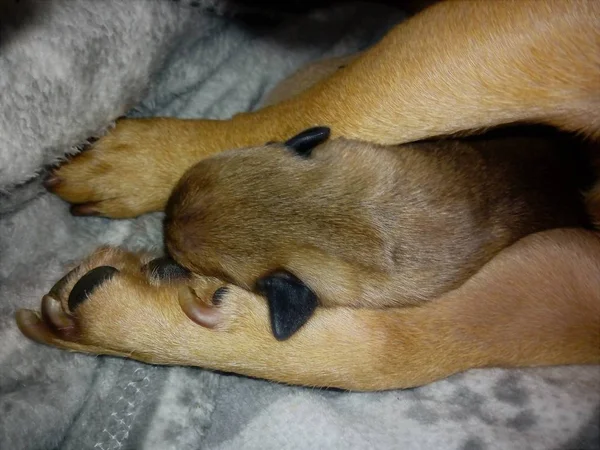 Den Hunden Gegangen — Stockfoto