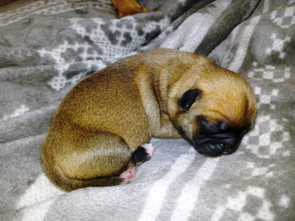 Petit Chiot Insomniaque — Photo