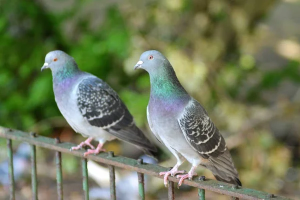 güvercinler her yerde