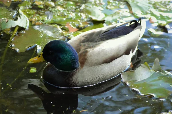 マガモの王 — ストック写真