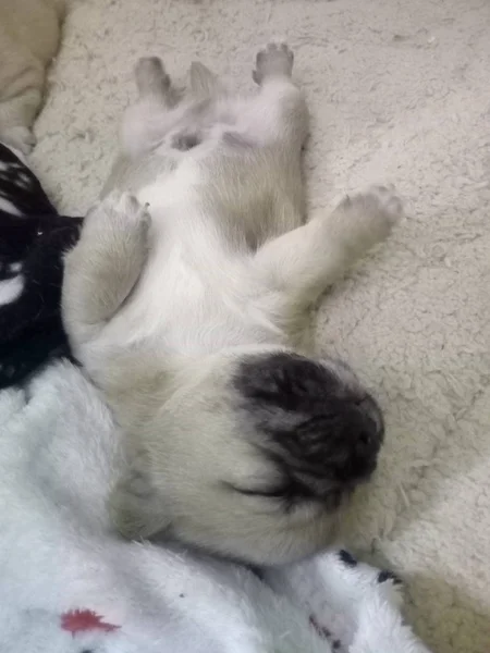 Little Pup Sleeps — Stock Photo, Image
