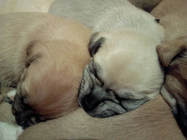 Little Ones Sleep — Stock Photo, Image