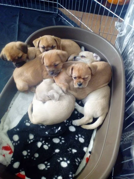 Burada Gelmek Belgili Tanımlık Pups — Stok fotoğraf