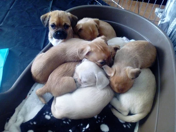 Burada Gelmek Belgili Tanımlık Pups — Stok fotoğraf