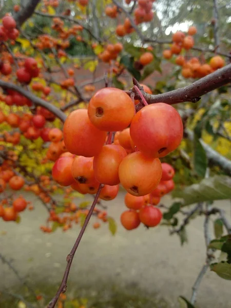 Fruto Árvore — Fotografia de Stock