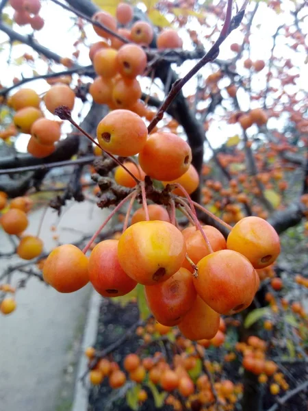 Frucht Des Baumes — Stockfoto