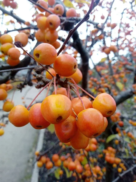 木の果実 — ストック写真