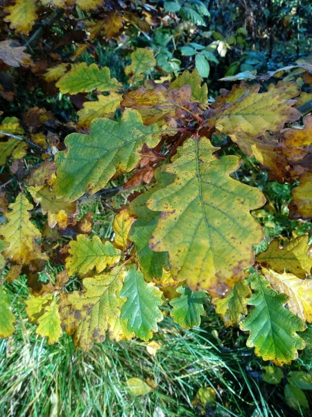 Blätter Vielen Farben — Stockfoto