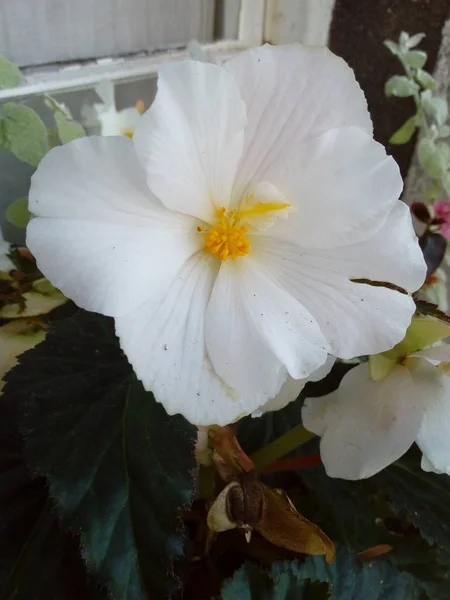 Única Flor Blanca — Foto de Stock