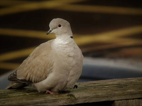 Liitle 비둘기 — 스톡 사진