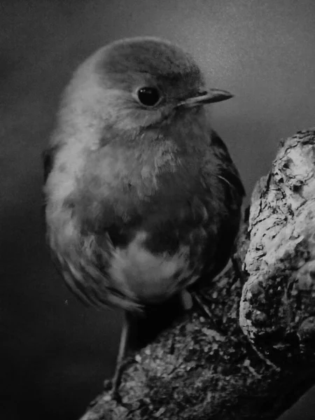 Koning Van Robins — Stockfoto