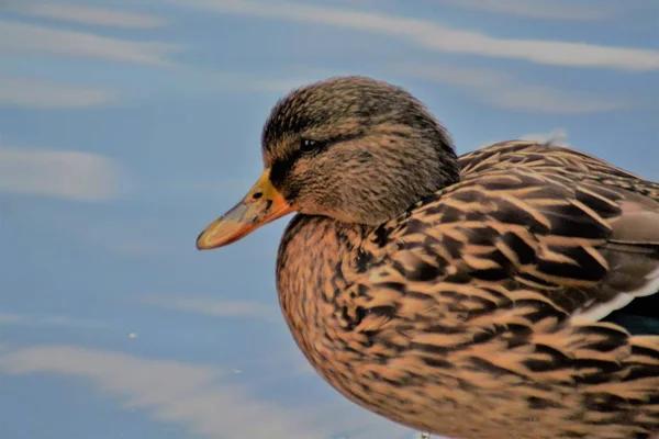 Mallard Junto Água — Fotografia de Stock