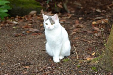 bir beyaz kedi