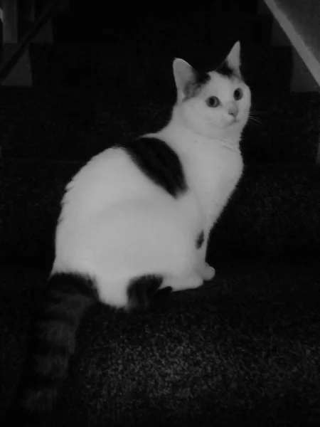 Кошка Лестнице — стоковое фото