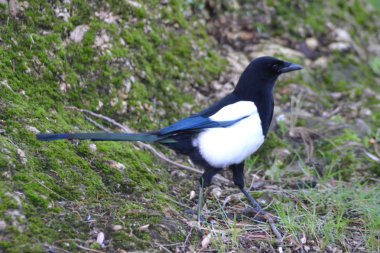kurnaz magpie kuşlar.