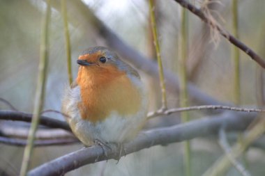dost canlısı küçük robin