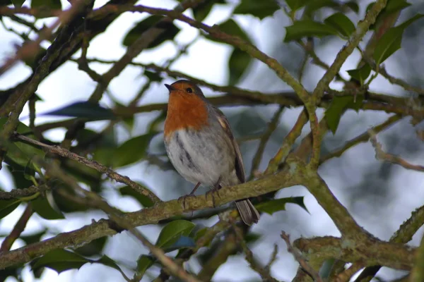 Friendly Little Robin — Stock Photo, Image