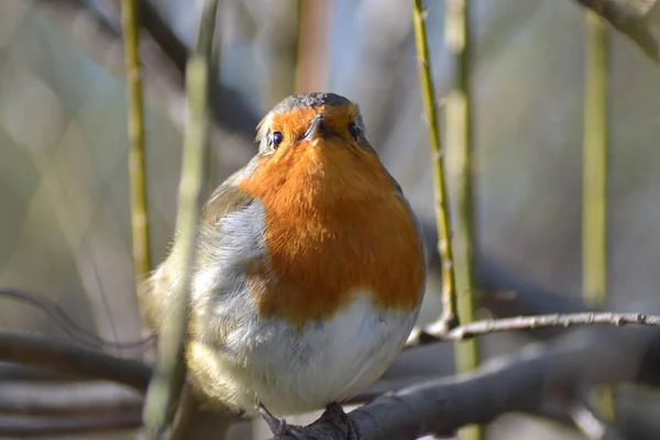 Friendly Little Robin — Stock Photo, Image