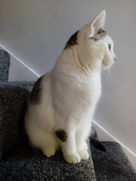 Kočka Schodech — Stock fotografie