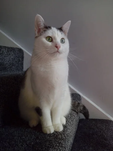 Gato Las Escaleras — Foto de Stock