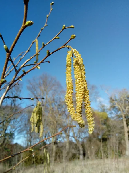 Vida Primavera — Fotografia de Stock