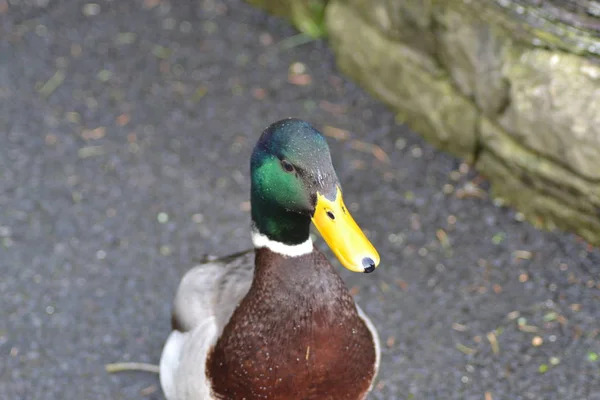 Yeşilbaş Ördek — Stok fotoğraf