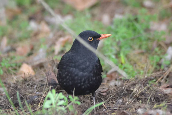 Utangaç Küçük Siyah Kuş — Stok fotoğraf