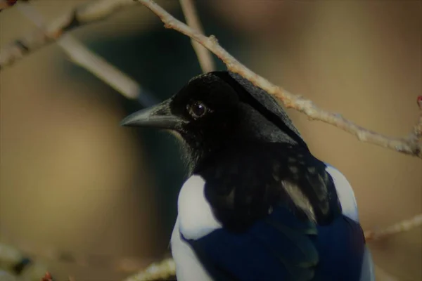 One Magpie Watch — стоковое фото