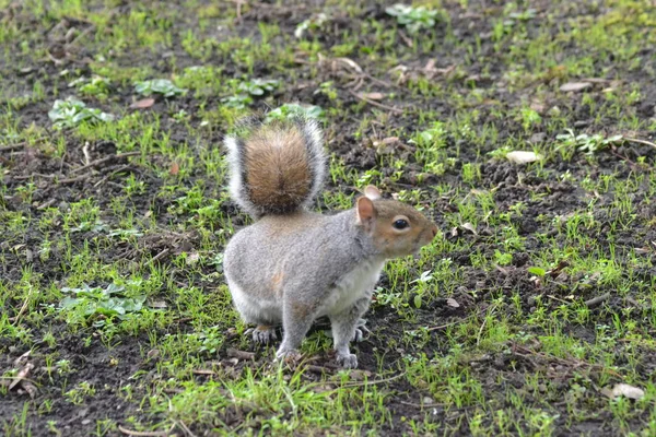 Invasive Little Rodent — Stock Photo, Image