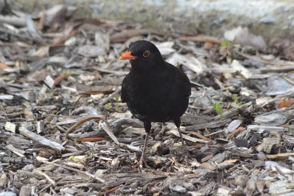 Die Scheue Kleine Amsel — Stockfoto